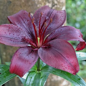 Lilium Mapira - Asiatic Lily