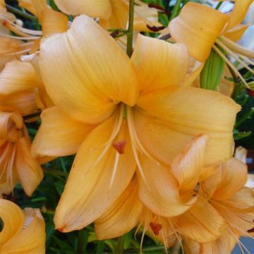 Lilium Pearl Stacey - Lily