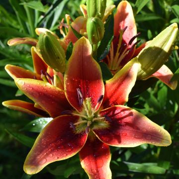 Lilium Avalon Sunset - Oriental Lily