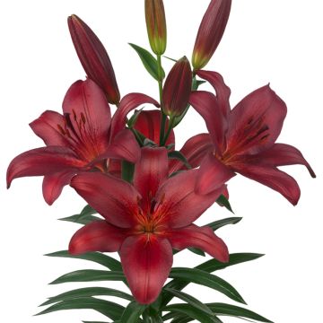 Lilium Bataleon - Lily