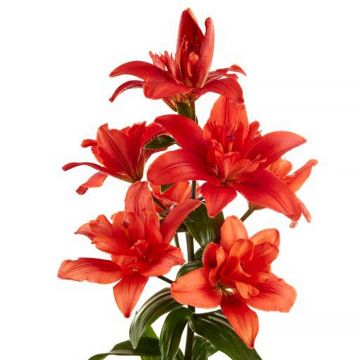 Lilium (x) longiflorum 'Caddy' Butterfly Tropic® - Easter Lily