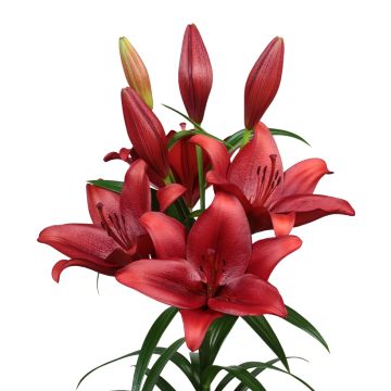 Lilium (x) longiflorum Calabria - Easter Lily