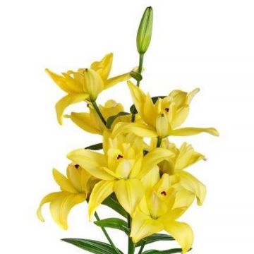 Lilium (x) longiflorum 'Crosscourt' Butterfly Luna® - Easter Lily