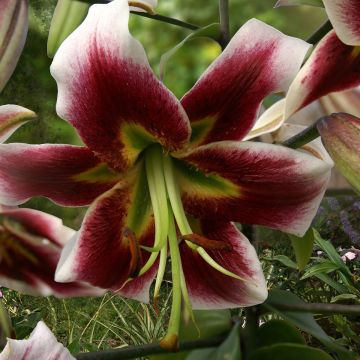 Lilium Leslie Woodriff - Oriental Lily