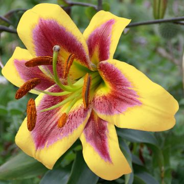 Lilium Robert Swanson - Oriental Lily
