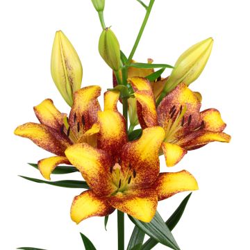 Lilium (x) longiflorum Sweet Valley - Easter Lily