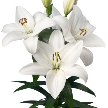 Lilium Volvic - Lily