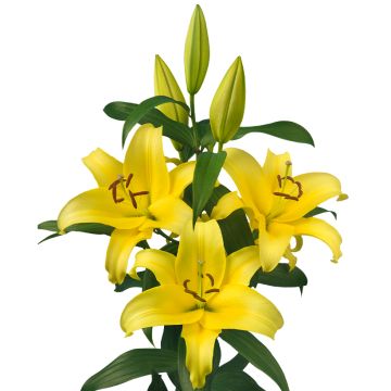 Lilium Bellville - Lily