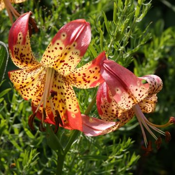 Lilium pardalinum 