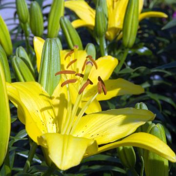 Lilium Butter Pixie - Lily