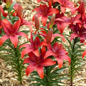Lilium Crimson Pixie - Lily