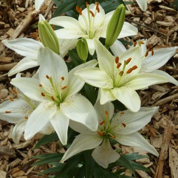Lilium Ivory Pixie - Lily