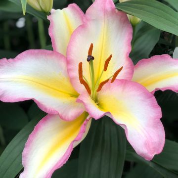 Lilium Captain Tricolor - Lily