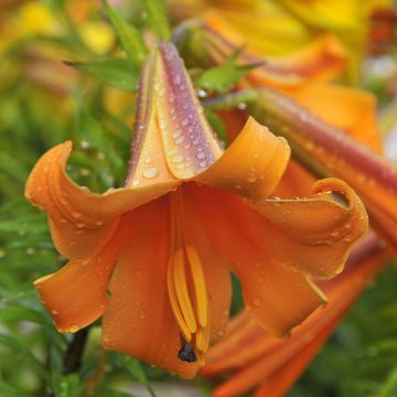 Lilium African Queen - Lily