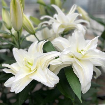 Lilium Roselily Samuela