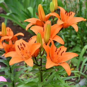 Lilium Tresor - Lily