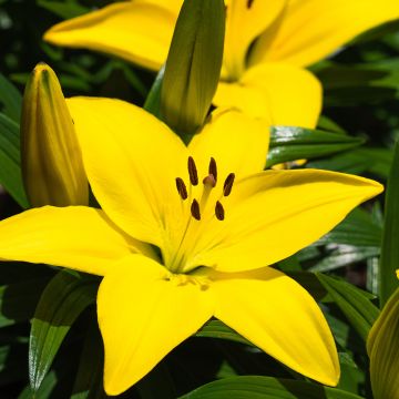 Lilium Fuenta - Lily