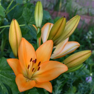 Lilium (x) longiflorum Menton - Easter Lily