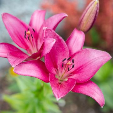 Lilium Sentosa - Lily