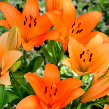 Lilium (x) longiflorum Surfside - Easter Lily