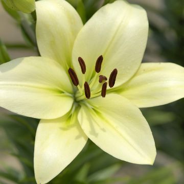 Lilium (x) longiflorum Trebbiano - Easter Lily