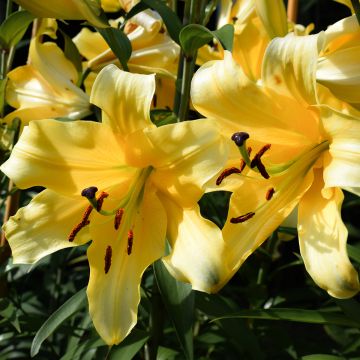 Lilium Corcovado® - Lily