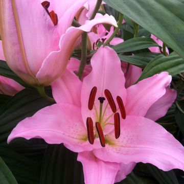 Lilium Mistero