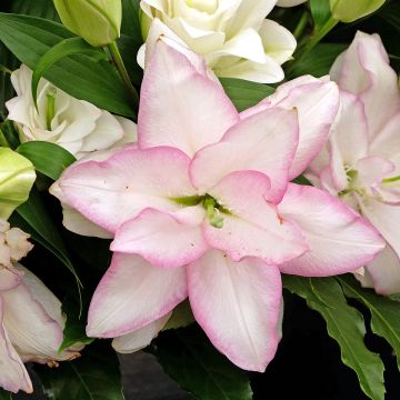 Lilium Roselily Anouska - Lily