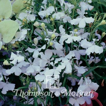 Lobelia erinus White Cascade Seeds