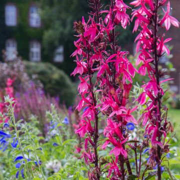 Lobelia x speciosa Fan Zinnoberrosa