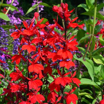 Lobelia speciosa Fan burgondy