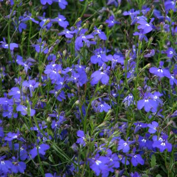 Graines de Lobelia Sapphire Cascade