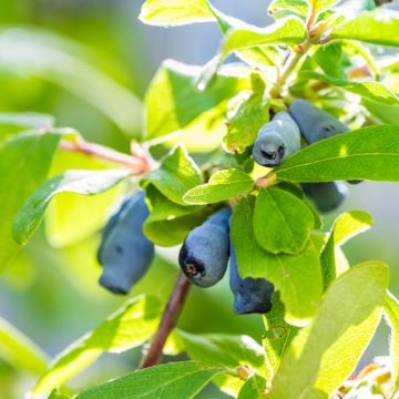 Honeyberry Amphora - Lonicera caerulea var. kamtschatica