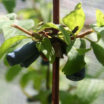 Honeyberry Diana - Lonicera caerulea var. kamtschatica