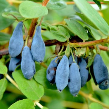 Honeyberry Regina - Lonicera caerulea var. kamtschatica 