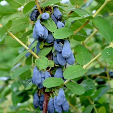 Honeyberry Siniczka - Lonicera caerulea var. kamtschatica