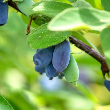 Honeyberry Wołoszebnica - Lonicera caerulea var. kamtschatica