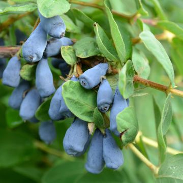 Honeyberry Zojka - Lonicera caerulea var. kamtschatica