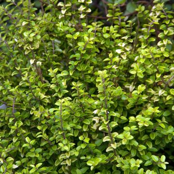 Lonicera nitida Twiggy - Box Honeysuckle