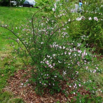 Lonicera syringantha - Lilac flowered Honeysuckle