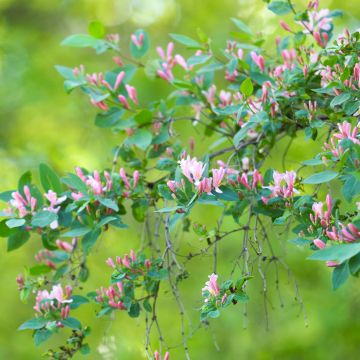 Lonicera tatarica - Tatarian Honeysuckle