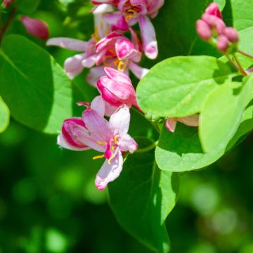 Lonicera tatarica Rosea - Tatarian Honeysuckle