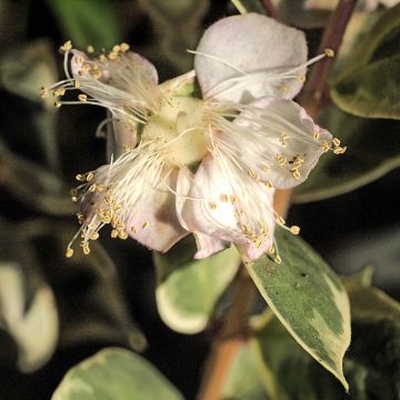 Luma apiculata Glanleam Gold