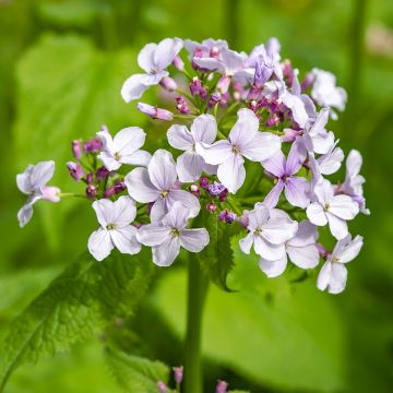 Lunaria rediviva