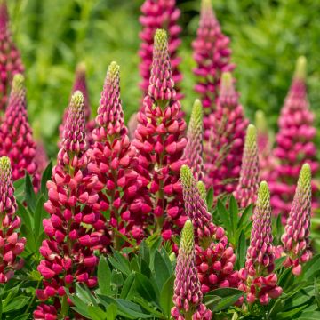 Lupinus Gallery Red