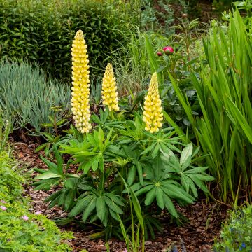 Lupinus polyphyllus Chandelier