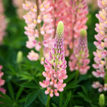Lupin West Country Salmon Star® saumon