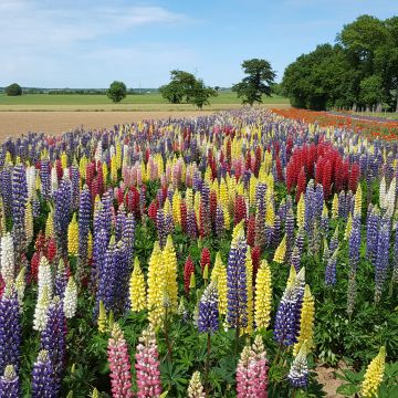 Lupinus Band Of Nobles - Perennial Russell Lupin Seeds
