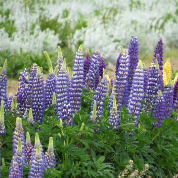 Graines de Lupin vivace Russell Hybrids The Governor - Lupin de Russel Bleu azur et blanc