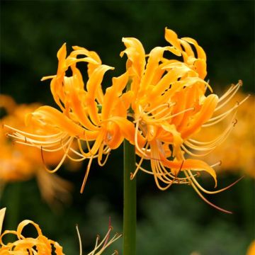 Lycoris aurea - Golden Spider Lily